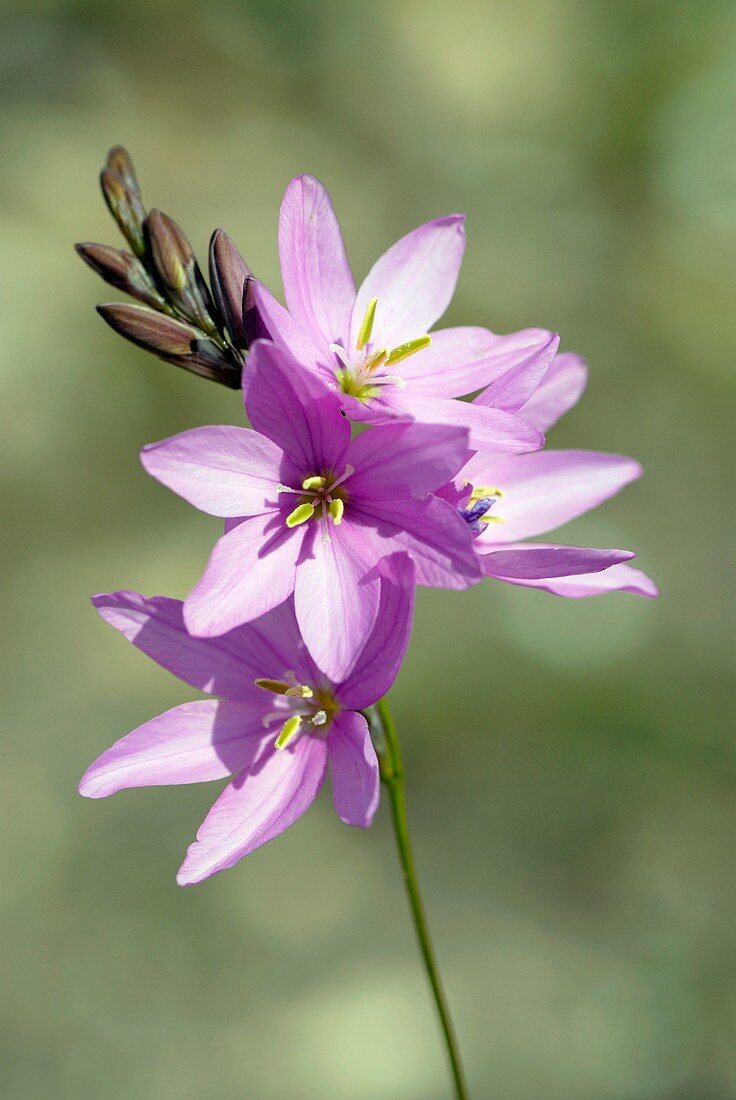 Pink ixia flowers (Ixia micrandra)