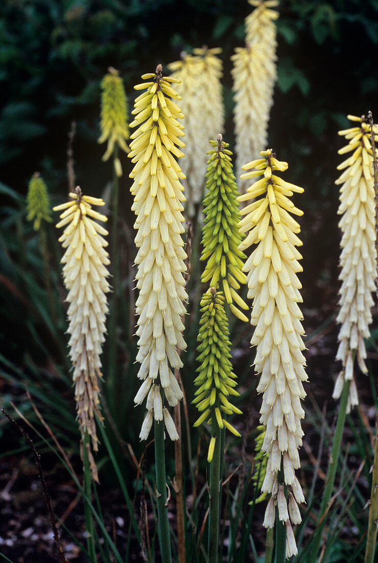 Red hot poker (Kniphofia 'Little Maid')