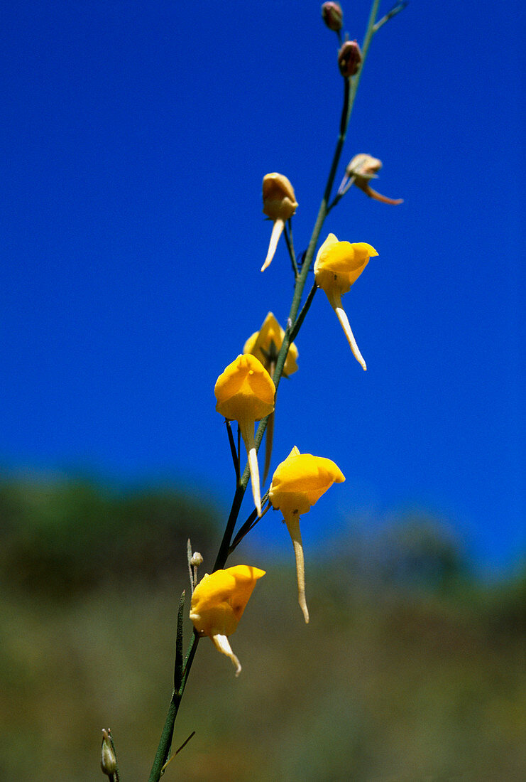 Fluellen flower (Kickxia sp.)