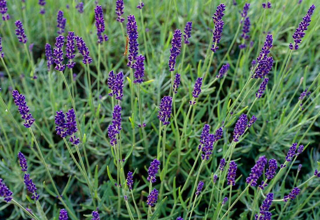 Lavandula angustifolia Imperial Gem