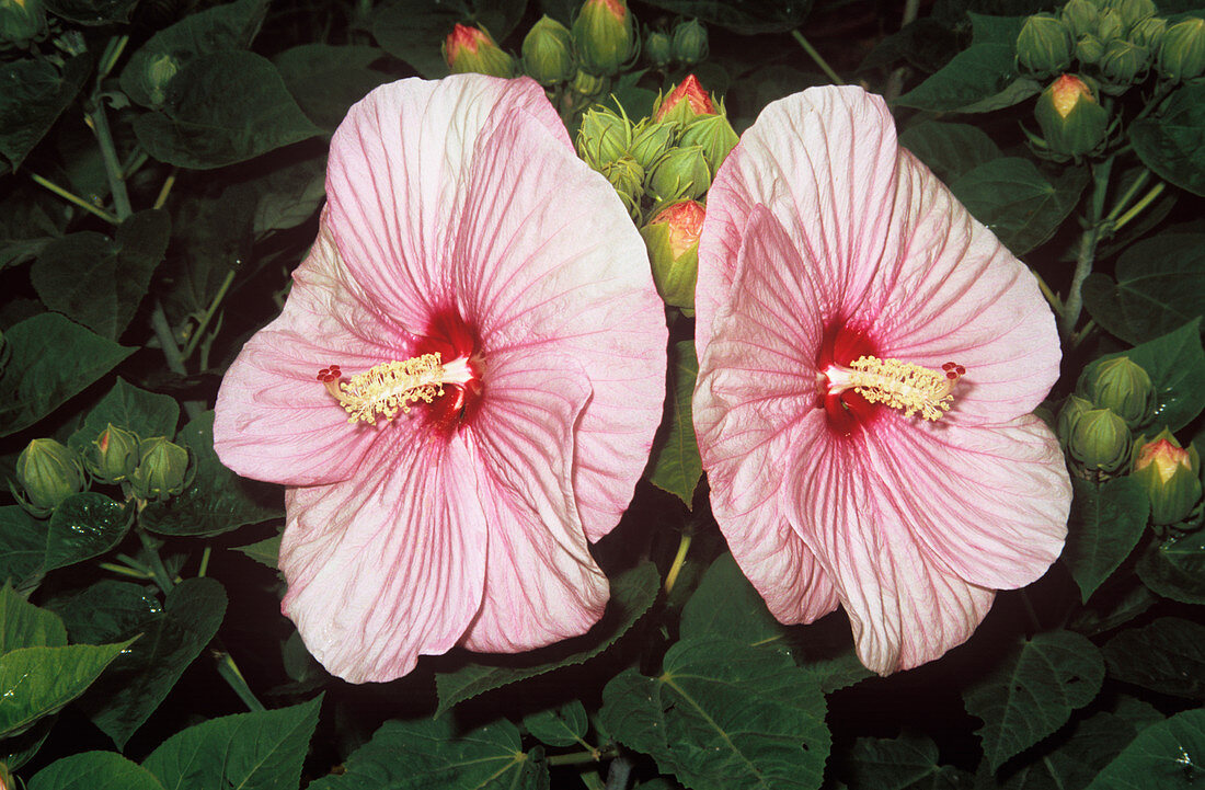 Mallow flowers (Lavatera trimestris)