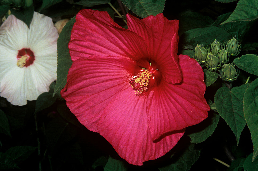 Mallow flowers (Lavatera trimestris)