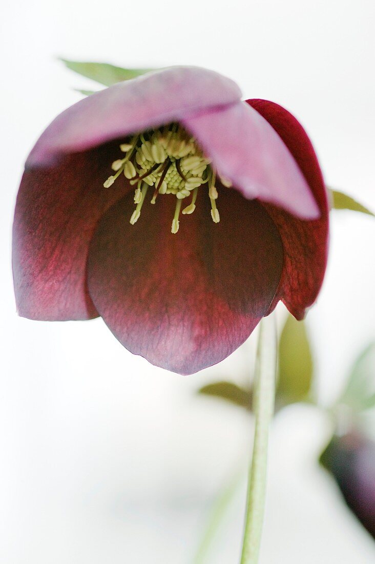 Lenten rose (Helleborus sp.)