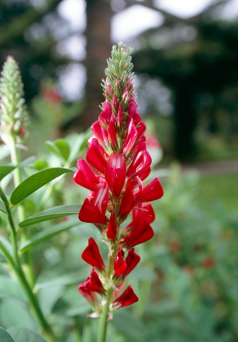 Sulla (Hedysarum coronarium)