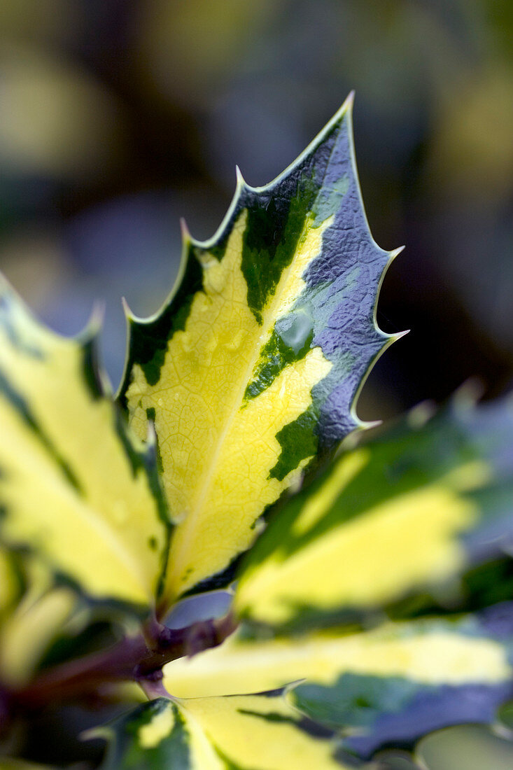 Holly leaves (Ilex aquifolium)