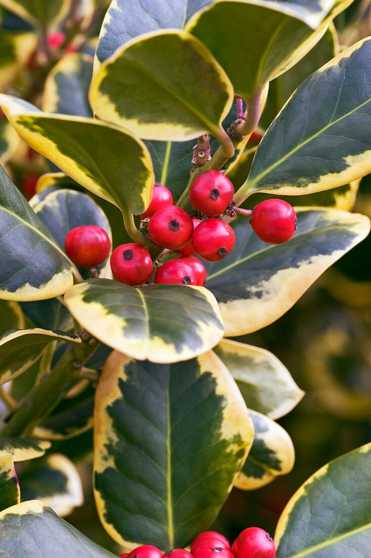 Holly (Ilex 'Golden King')