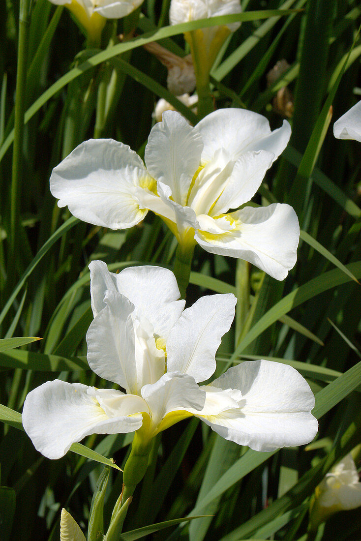 Iris sibirica 'Wisley White'