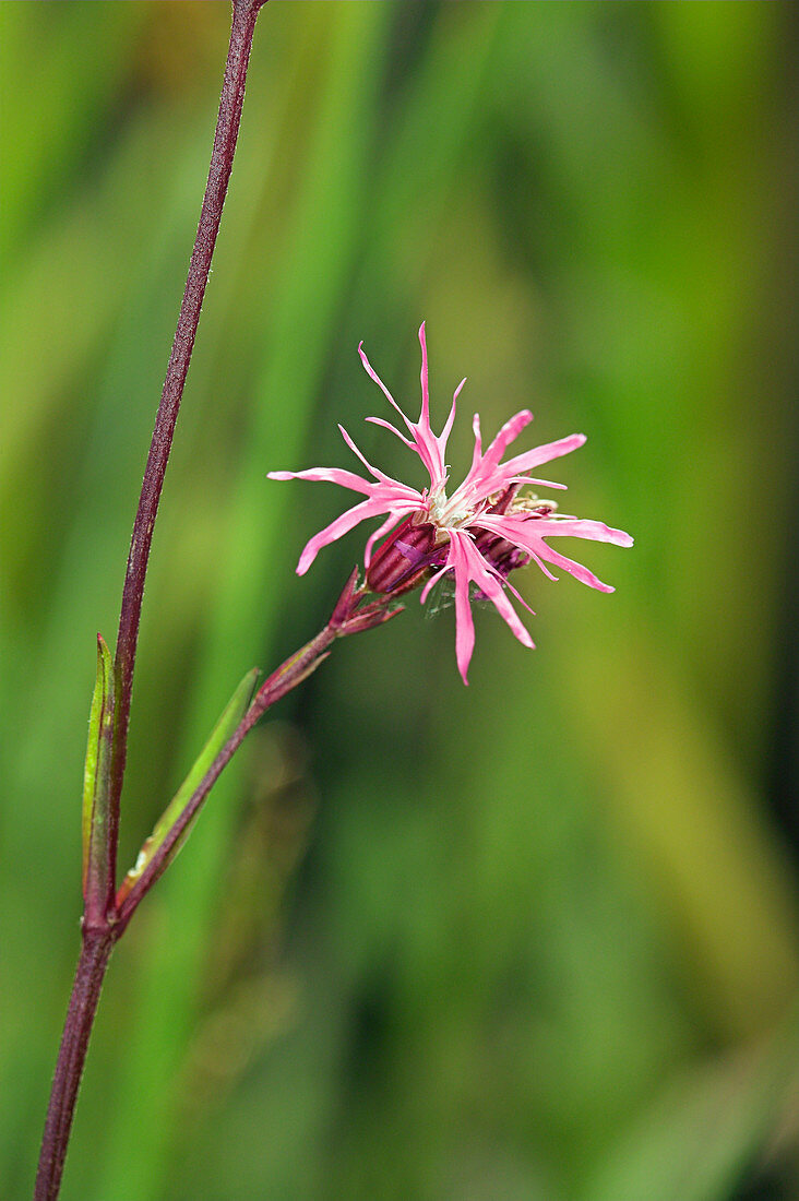 Ragged robin (Lychnis flos-cuculi)