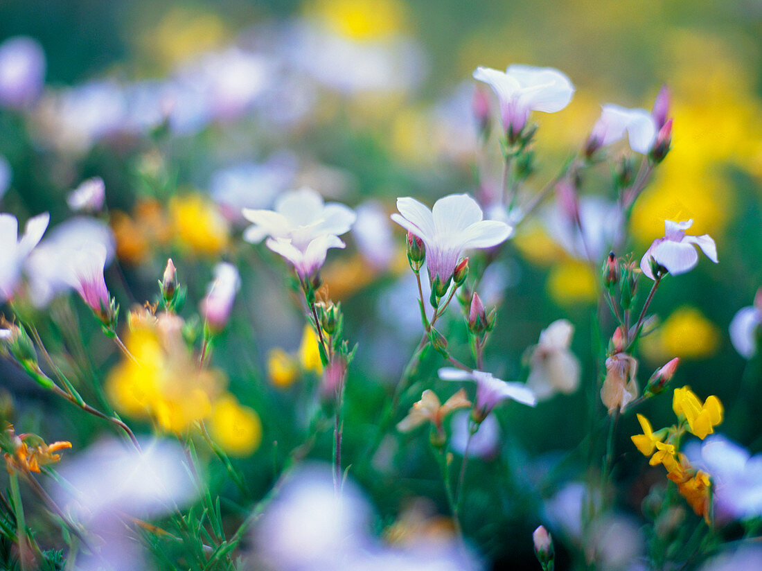 Perennial flax (Linum perenne)