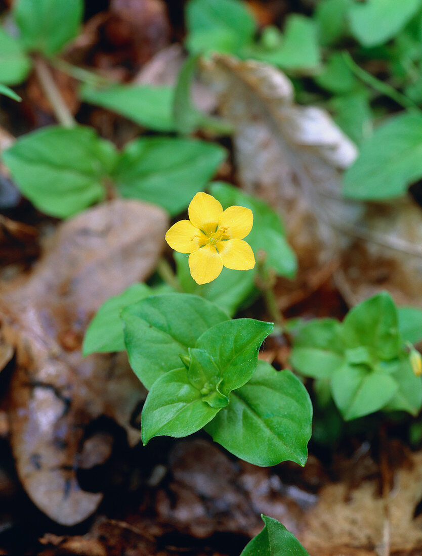 Yellow pimpernel