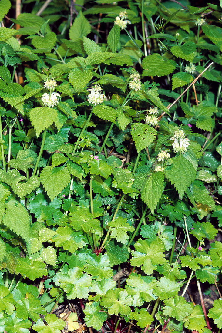 Deadnettle (Lamium flexuosum)