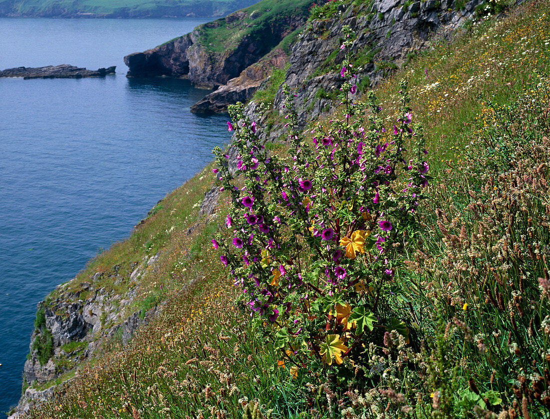 Tree mallow flowers