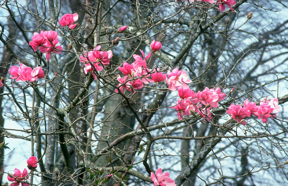 Magnolia x soulangeana BURGUNDY