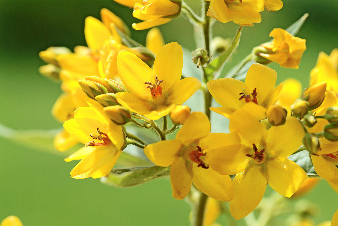 Garden loosestrife (Lysimachia vulgaris)