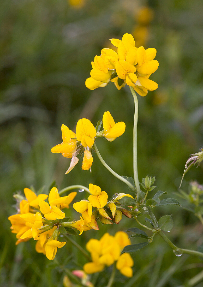 Greater bird's foot trefoil