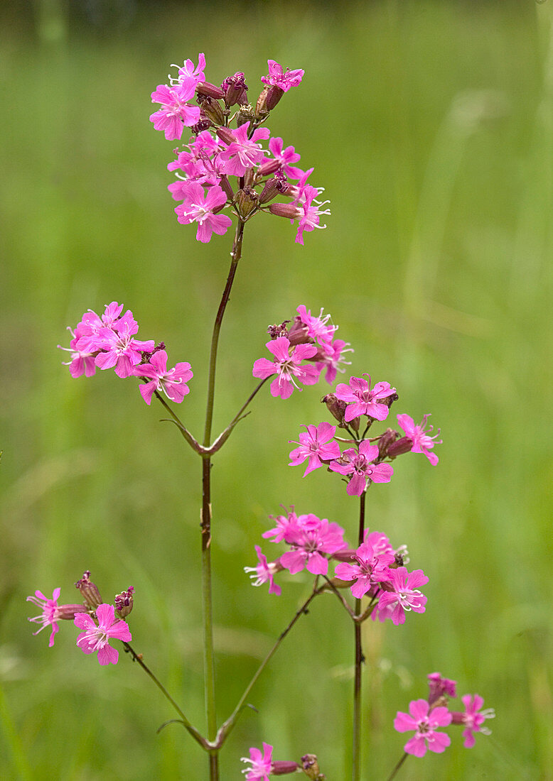 Sticky catchfly (Lychnis viscaria)