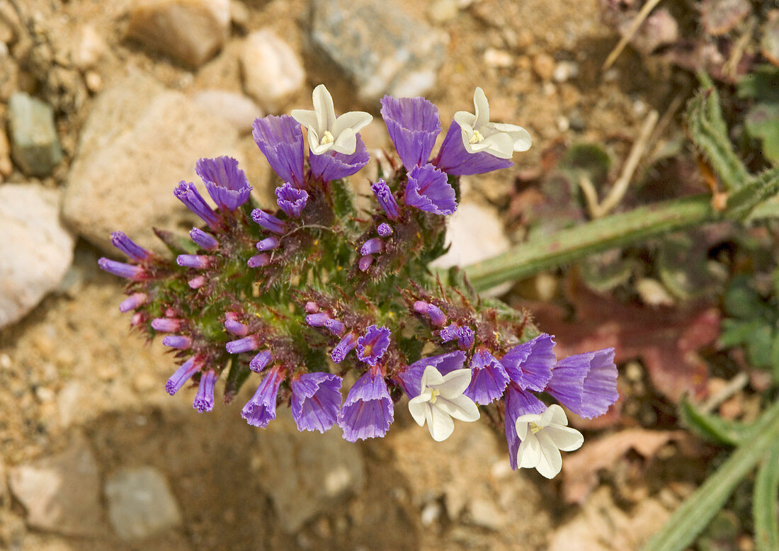 Winged sea lavender (Limonium sinuatum)
