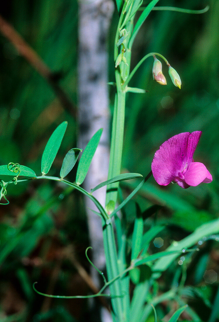 Winged pea (Lathyrus alatus)