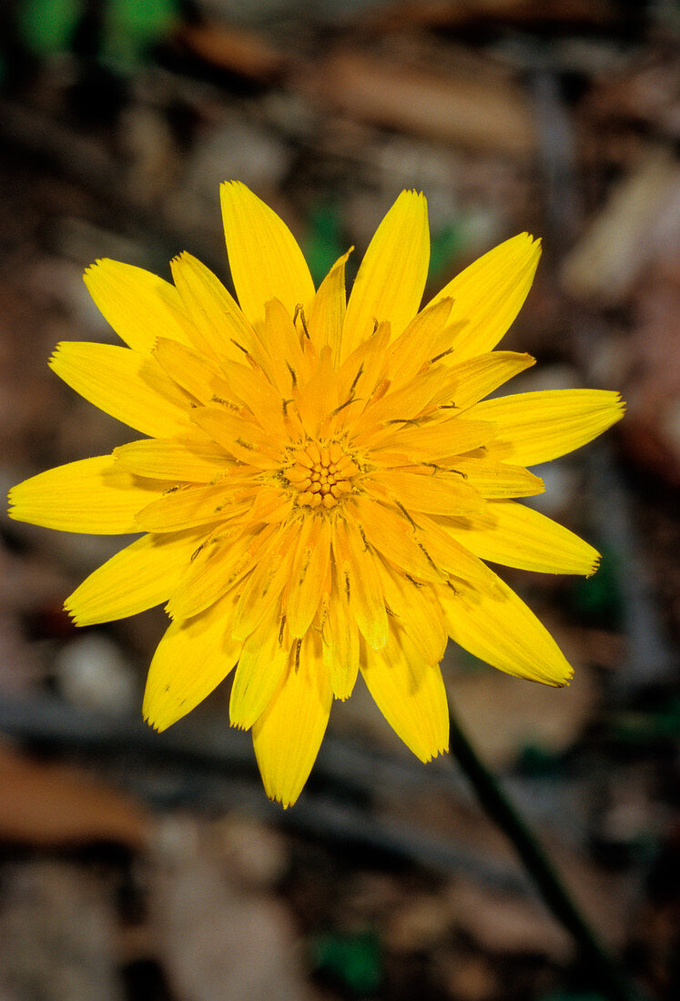 Hawkbit (Leontodon cichoraceus)