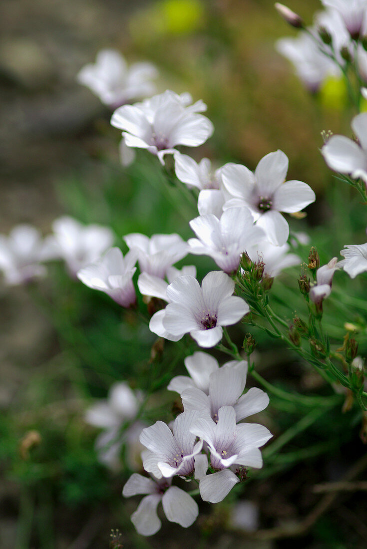 White flax (Linum suffruticosum)