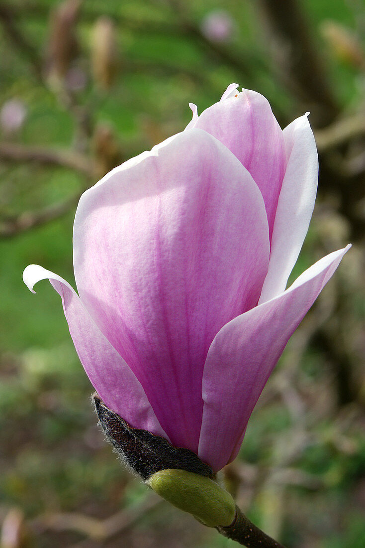Magnolia x soulangeana 'Burgundy'