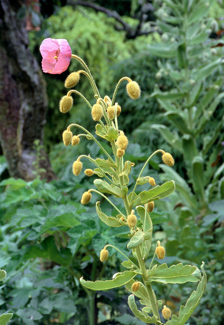 Satin poppy (Meconopsis nepaulensis)