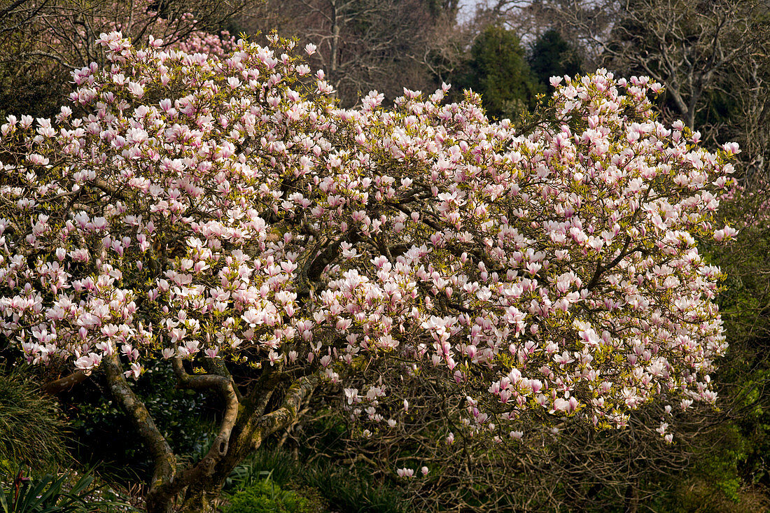 Magnolia (Magnolia x soulangeana)