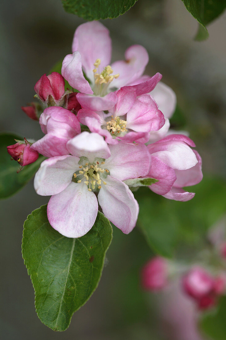 Apple blossom (Malus x domestica)