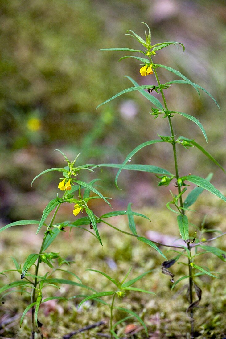 Small cow-wheat (Melampyrum sylvaticum)