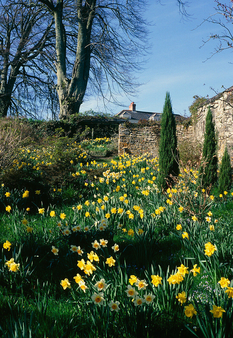 Naturalised Daffodils