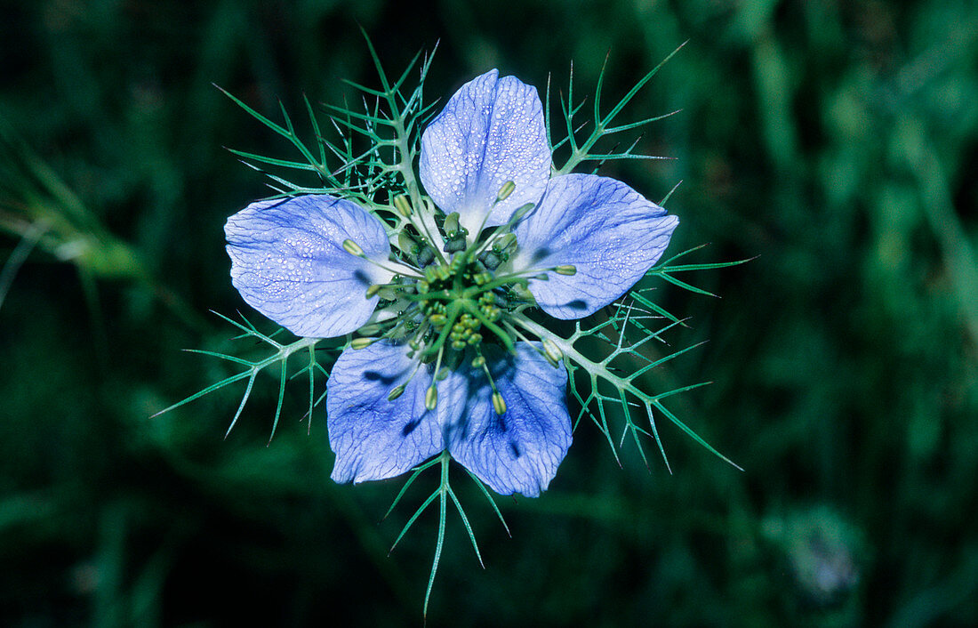 Love in a mist (Nigella damascena)