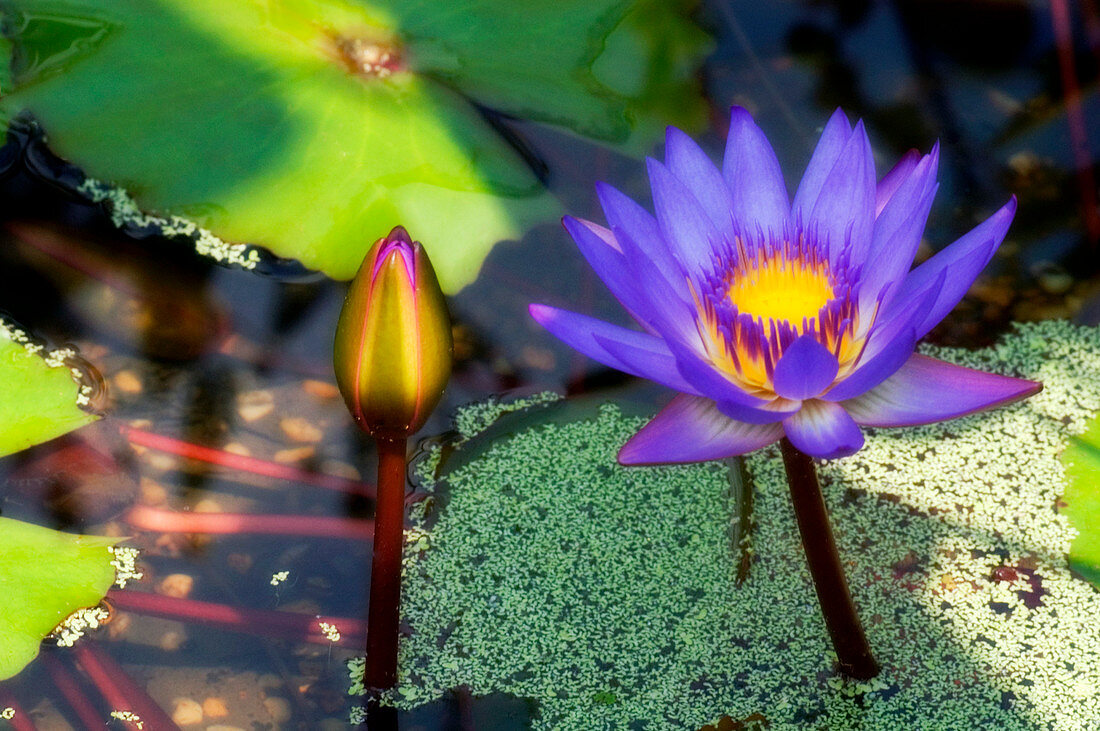 Waterlily (Nymphaea sp.)