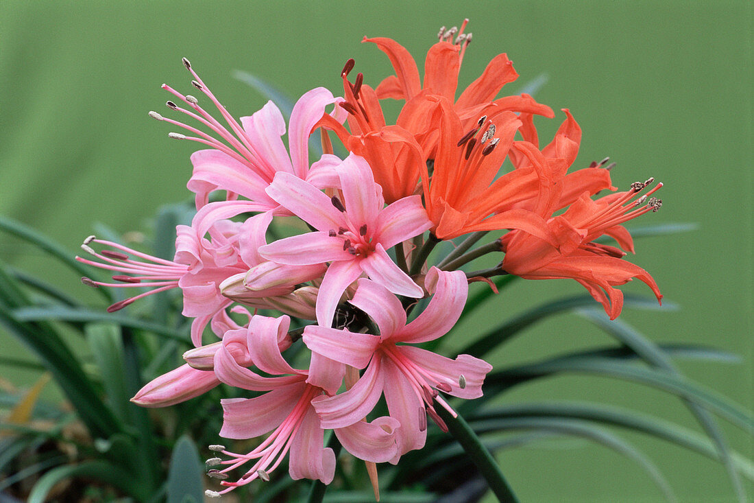 Nerine 'Major' and Nerine 'Stephanie'