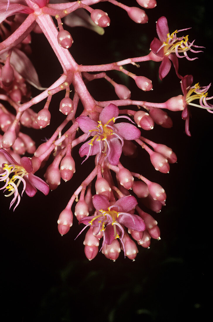 Medinilla (Medinilla magnifica)