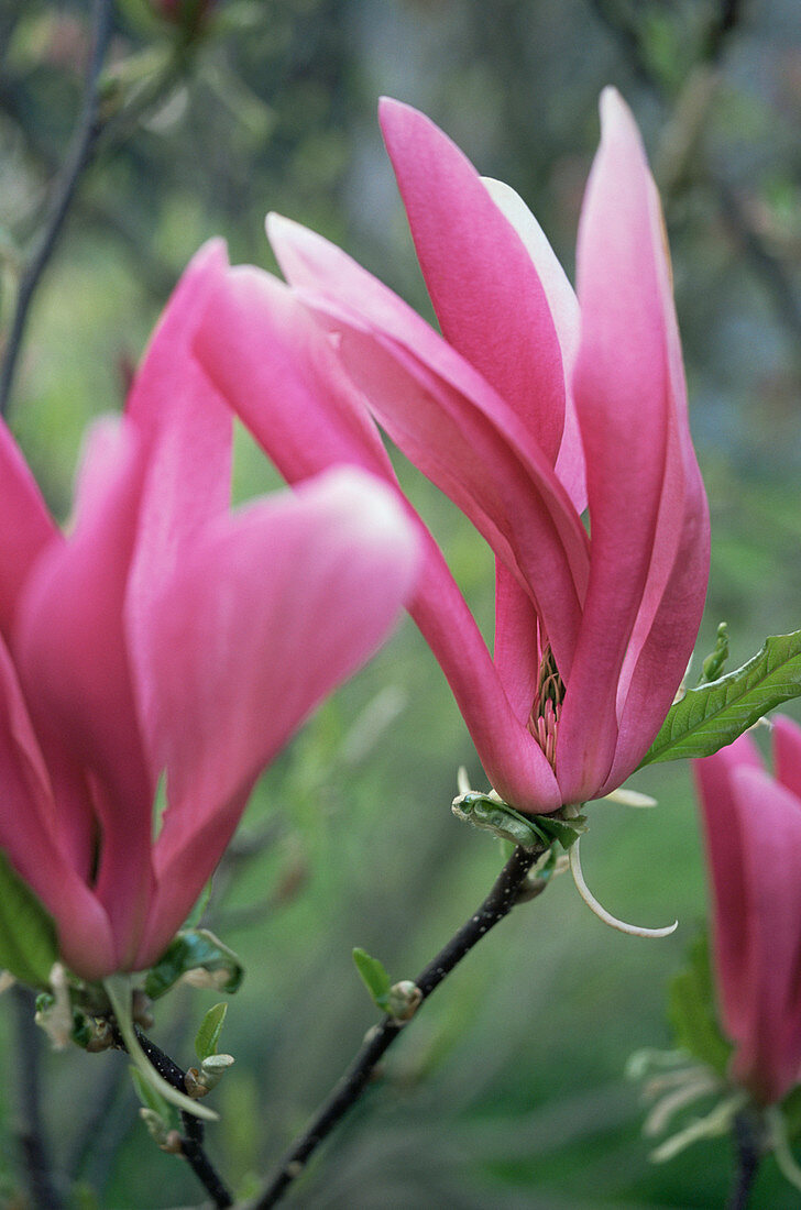 Magnolia flowers (Magnolia 'Ann')