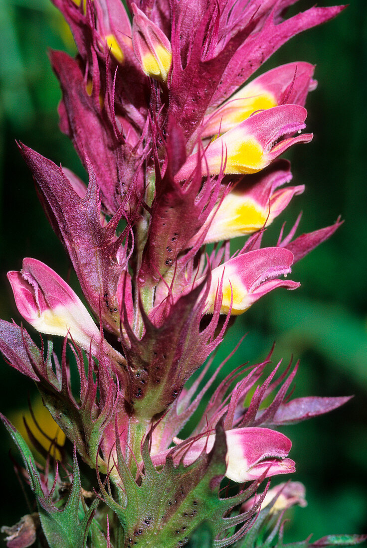 Field cow wheat (Melampyrum arvense)