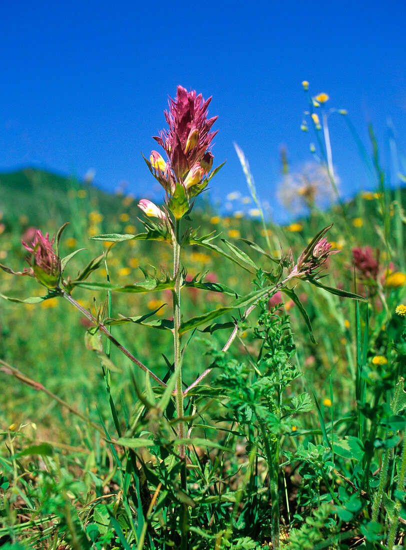 Field cow wheat (Melampyrum arvense)