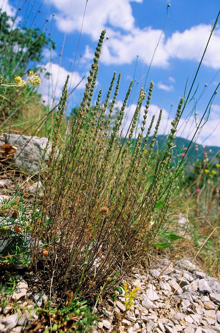 Micromeria graeca