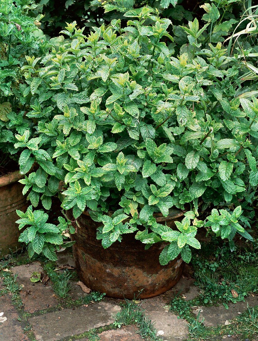 Mentha spicata var. crispa 'Moroccan'