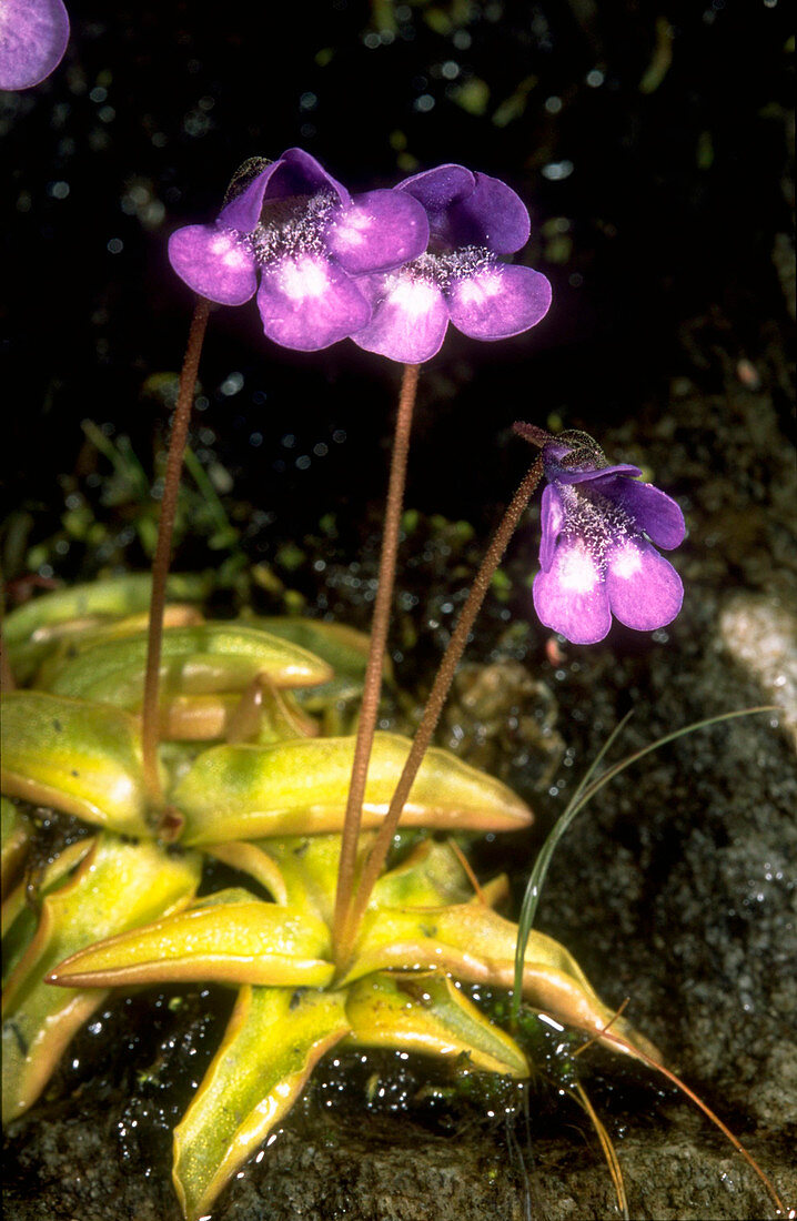 Pinguicula leptoceras