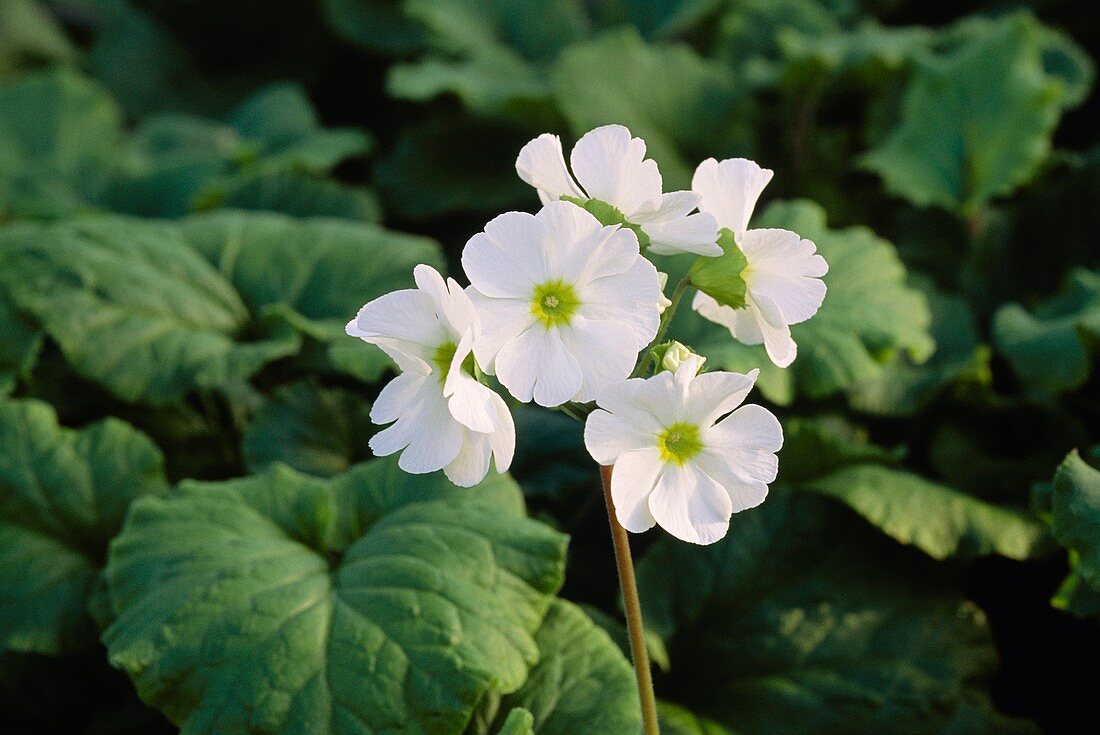 Primula obconica