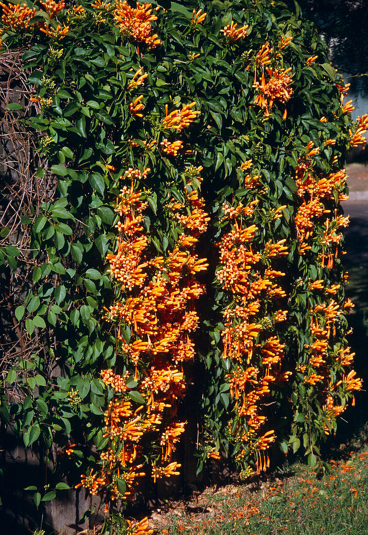 Pyrostegia venusta