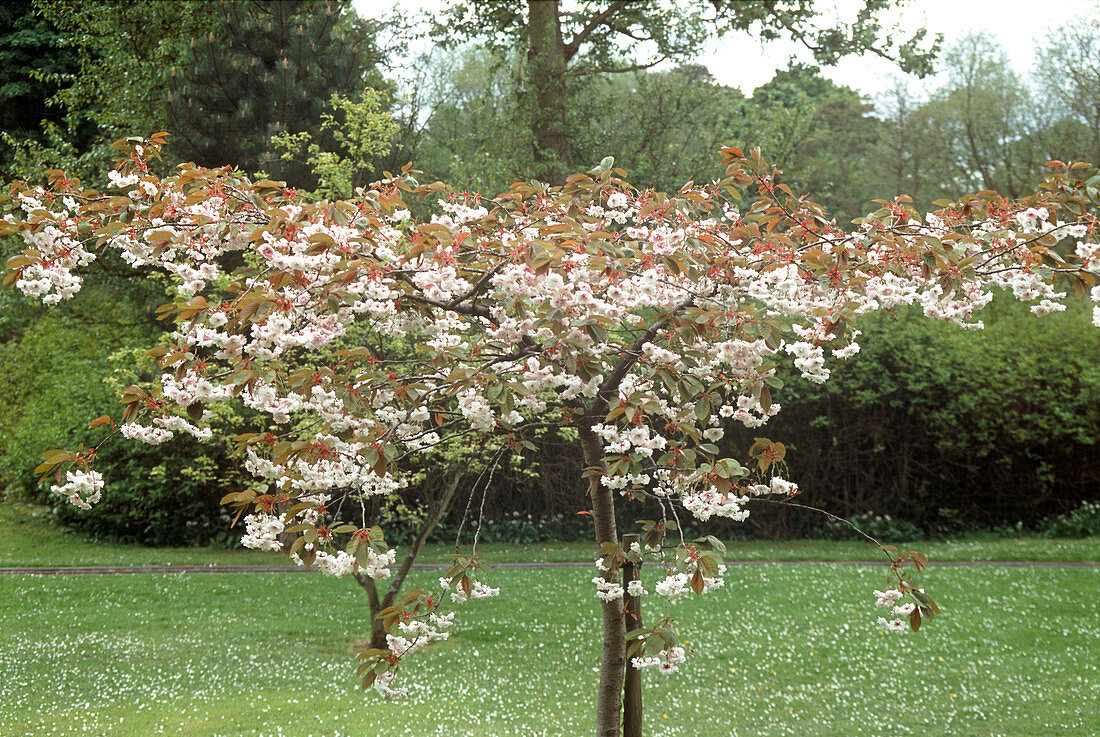 Prunus Shirofugen