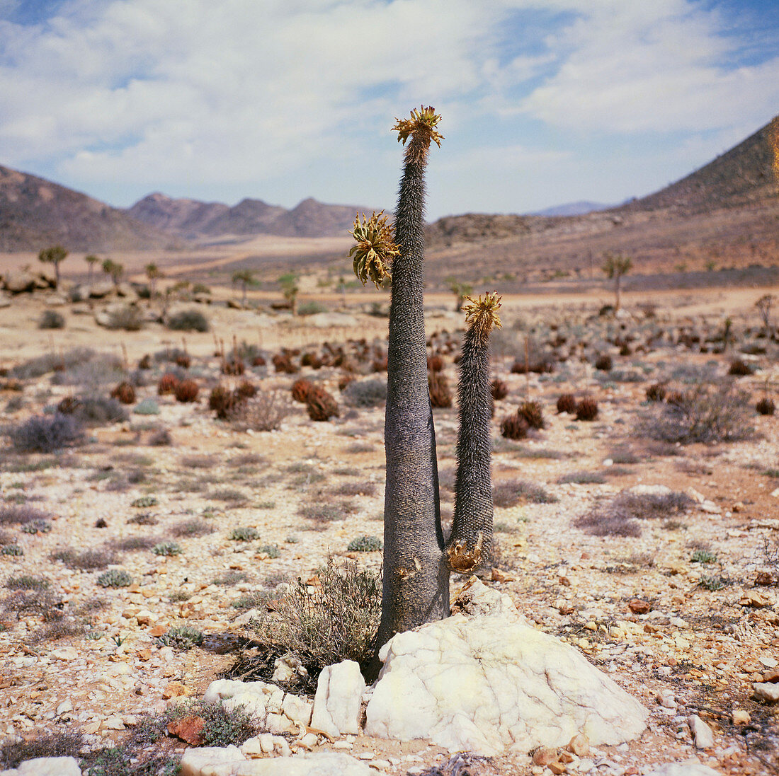 Pachypodium namaquanum