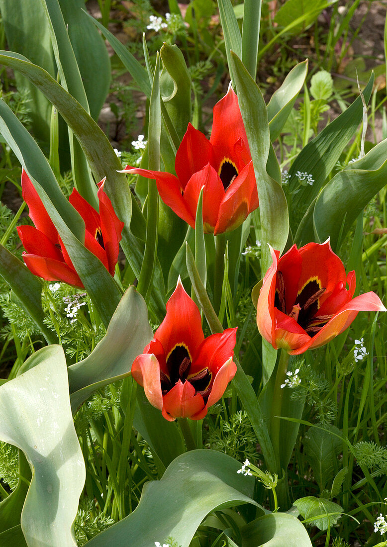 Tulip (Tulipa agensis)
