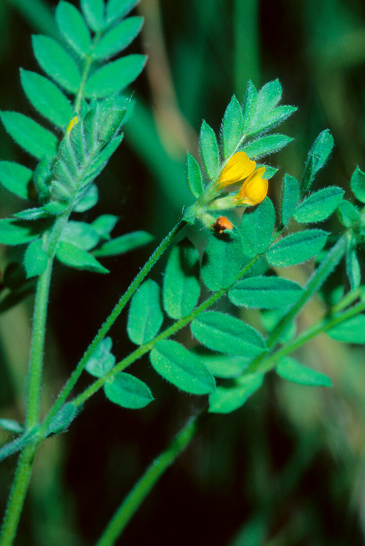 Yellow birdsfoot (Ornithopus compressus)