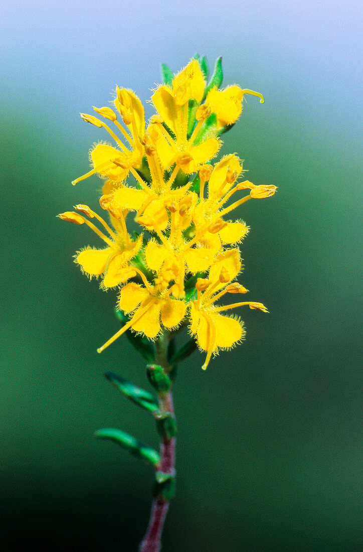 Yellow odontites (Odontites lutea)