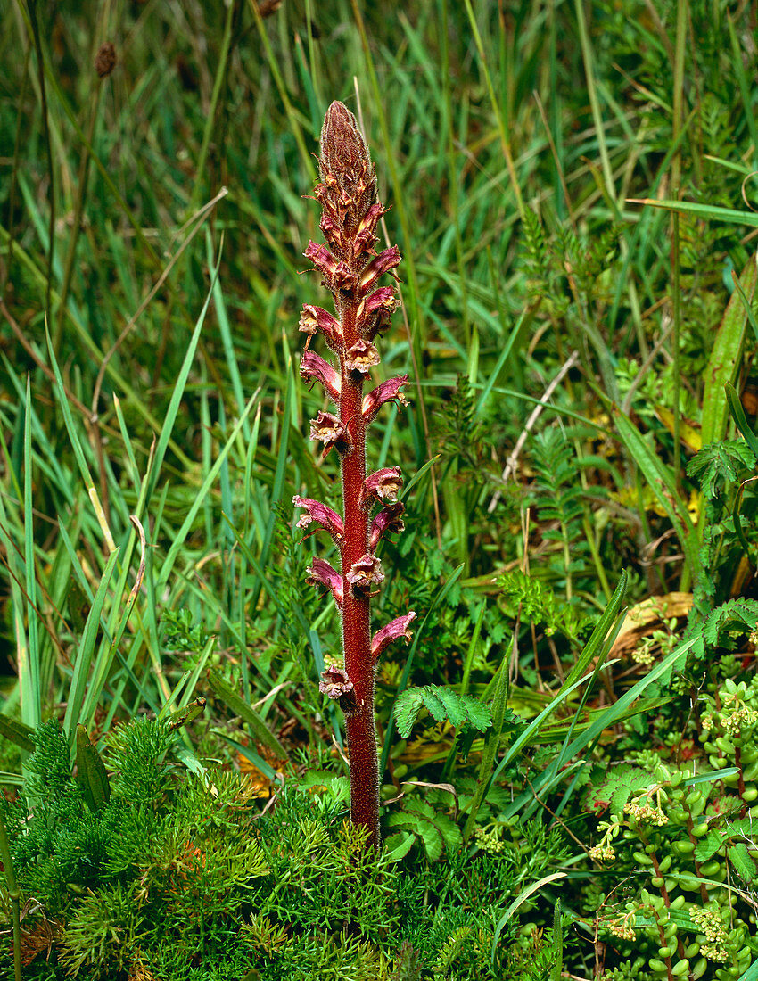 Carrot broomrape