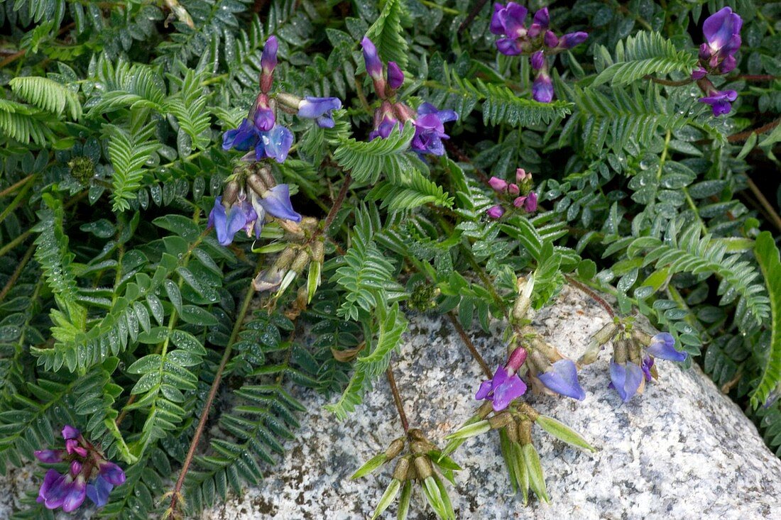 Purple oxytropis (Oxytropis halleri)