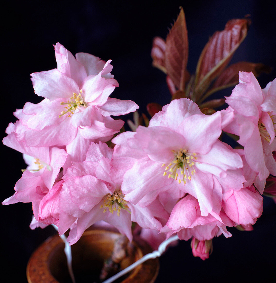 Prunus Kanzan